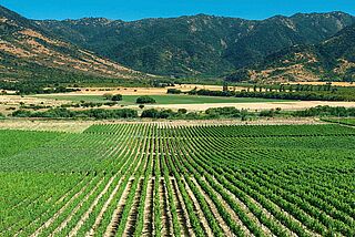 Weinfeld Casa Lapostolle mit Bergen im Hintergrund