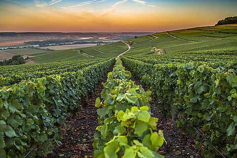 Die Weinberge von Burgund