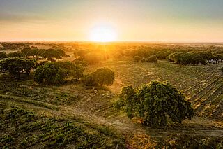 Weinfeld des Weinguts Rumo Vinhos bei Sonnenaufgang Weinfeld des Weinguts Rumo Vinhos bei Sonnenaufgang