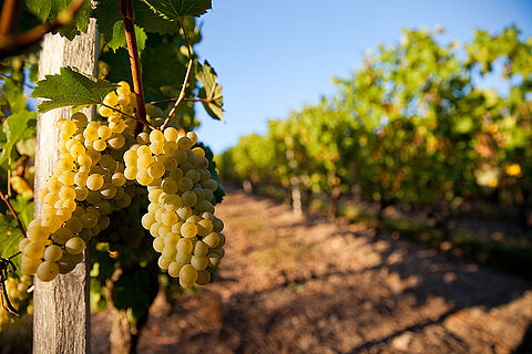 Weinreben in Burgund