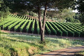 Weinfeld und Weingut Oliviero Toscani