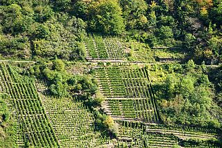 Vingårde Bertram Baltes