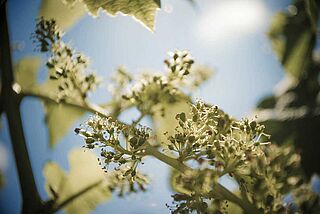 Vinranker i Entre Deux Mers Vinranker i Entre Deux Mers