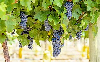 Malbec-druer hænger på vinstokken, og solen skinner