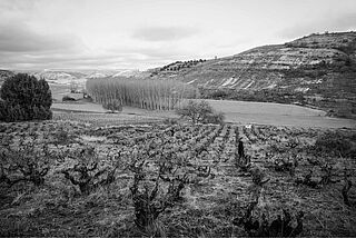 Blick über die Weinfelder des Weinguts