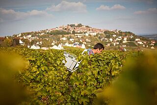 Weinlese auf dem Weinfeld Dom Vacheron