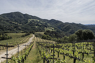 Die Weinberge von Tesseron Estate