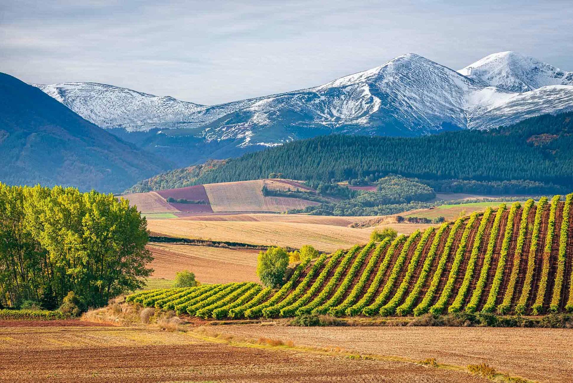 Rioja und Navarra Lobenbergs Gute Weine