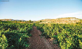 Weinberge Dominio del Soto