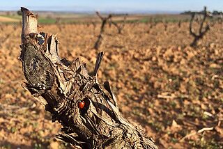 Weinfeld Dominio del Soto und Marienkaefer