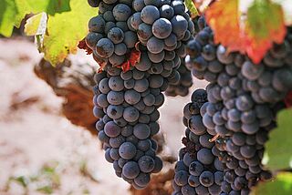 Domino de Egurens vingård Domino de Egurens vingård