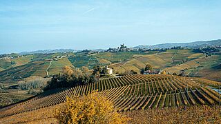 Weinberge im Piemont