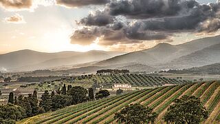 Weinberge von Antinori - Le Mortelle Weinberge von Antinori - Le Mortelle