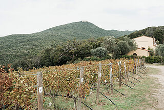 Weinberge von Caccia al Piano