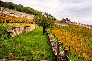 Weinfelder beim Weingut Bruno Lorenzon