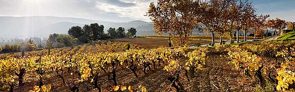 Penedes Weinfeld