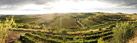 Penedes Weinberge