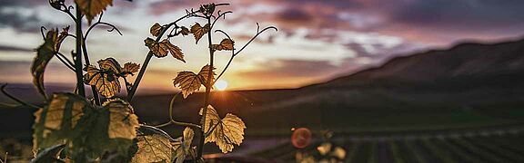 Weinberge in Carinena