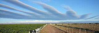 Weinfeld Panorama in Argentinien