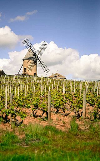 Weinfeld der Domaine Anita mit Windmühle im Hintergrund