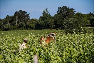Arbeit mit Pferd im Weinberg