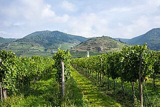 Weinberg von FX Pichler Weinberg von FX Pichler