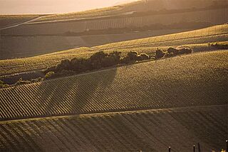 Die Weinberge von Alain Thienot