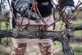 Alte Reben werden beschnitten