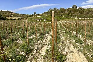 Dominio de Anza Weingut