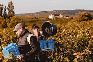Weinlese auf dem Weinfeld Amiot-Servelle Weinlese auf dem Weinfeld Amiot-Servelle