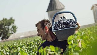 Vingård i Haut-Médoc Vinmark i Haut-Médoc La Lagune