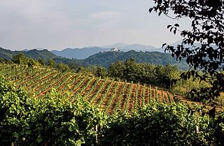 Weingut und Weinfeld La Giustiniana