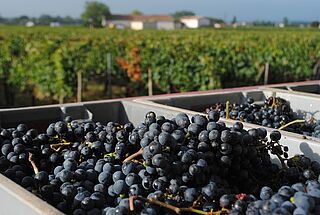 Høstede druer i kasse