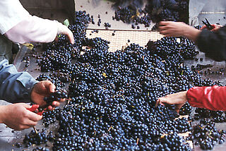 Arbeiter beim Entrappen der Reben