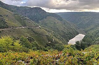 Die Weinberge von Ribeira Sacra