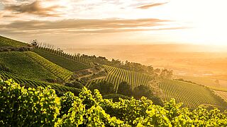 Weinberge in Südafrika