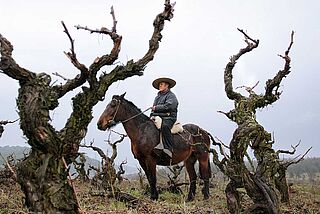Ausritt in das Weinbaugebiet