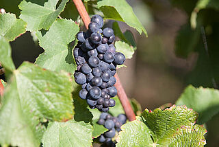 Rotwein Reben am Weinstock