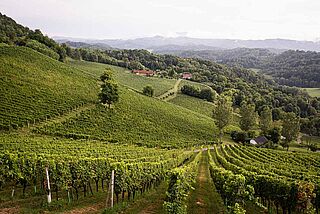 Zieregg Weinlage Österreich