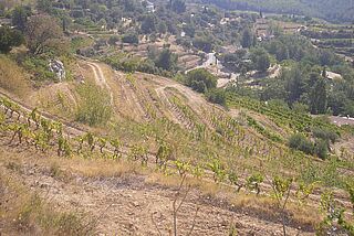 Weinberg, Domaine Tempier