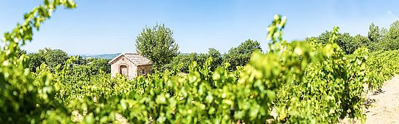 Loire Weinberg