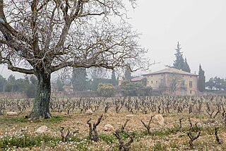 Blick auf das Weingut im Nebel
