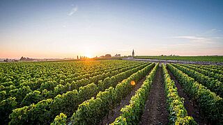Saint Emilion vinregion, vinlandskab