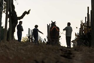 Feldarbeit bei Raventos i Blanc