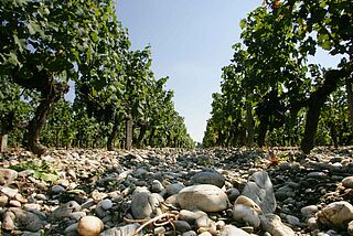 Rebzeilen und Bodenbeschaffenheit