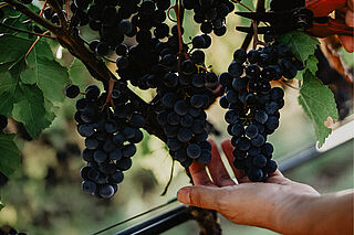 Weinreben