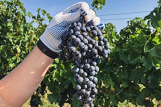 Druer fra vingården hos garage-vinmageren Nikolai