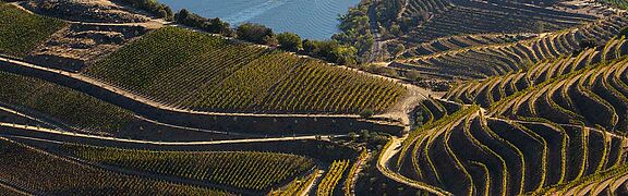 Weinfeld, Weinberge Portugal Douro