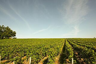 Lafleur Gazin Weinfeld