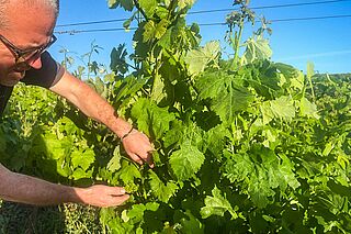Winzer auf dem Weinfeld des Weinguts Rumo Vinhos Winzer auf dem Weinfeld des Weinguts Rumo Vinhos